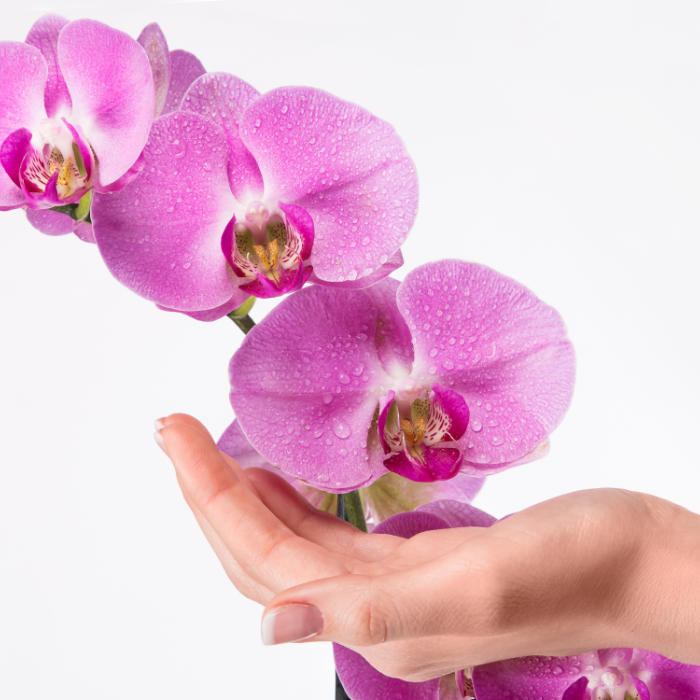 images/services/servicio-auxilio-orquideas-911.jpg
